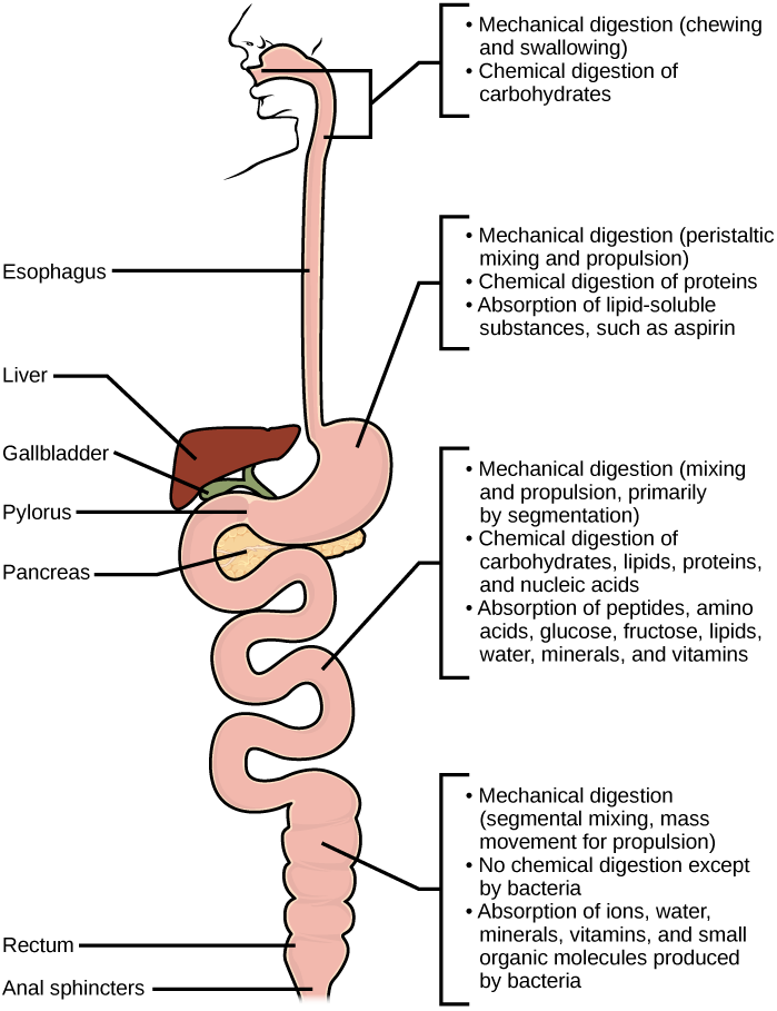 Steps in mechanical and chemical digestion are shown. Digestion begins in the mouth, where chewing and swallowing mechanically breaks down food into smaller particles, and enzymes chemically digest carbohydrates. In the stomach, mechanical digestion includes peristaltic mixing and propulsion. Chemical digestion of proteins occurs, and lipid-soluble substances such as aspirin are absorbed. In the small intestine, mechanical digestion occurs through mixing and propulsion, primarily by segmentation. Chemical digestion of carbohydrates, lipids, proteins and nucleic acid occurs. Peptides, amino acids, glucose, fructose, lipids, water, vitamins, and minerals are absorbed into the bloodstream. In the large intestine, mechanical digestion occurs through segmental mixing and mass movement. No chemical digestion occurs except for digestion by bacteria. Water, ions, vitamins, minerals, and small organic molecules produced by bacteria are absorbed into the bloodstream.