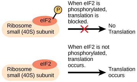 The eIF2 protein is a translation factor that binds to the small 40S ribosome subunit. When eIF2 is phosphorylated, translation is blocked.