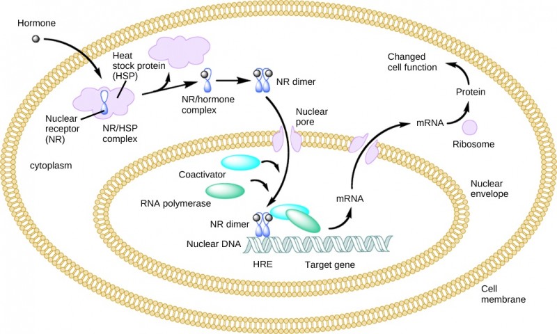 Illustration shows a hormone crossing the cellular membrane and attaching to the NR/HSP complex. The complex dissociates, releasing the heat shock protein and a NR/hormone complex. The complex dimerizes, enters the nucleus, and attaches to an HRE element on DNA, triggering transcription of certain genes.