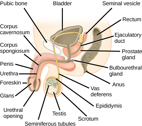 Illustration shows a cross section of the penis and testes. The penis widens at the end, into the glans, which is surrounded by the foreskin. The urethra is an opening that runs through the middle of the penis to the bladder. The tissue surrounding the urethra is the Corpus spongiosum, and above the Corpus spongiosum is the Corpus cavernosum. The testes, located immediately behind the penis, are covered by the scrotum. Seminiferous tubules are located in the testes. The epididymis partly surrounds the sac containing the seminiferous tubules. The Vas deferens is a tube connecting the seminiferous tubules to the ejaculatory duct, which begins in the prostate gland. The prostate gland is located behind and below the bladder. The seminal vesicle, located above the prostate, also connects to the seminal vesicle. The bulbourethral gland connects to the ejaculatory duct where the ejaculatory duct enters the penis.