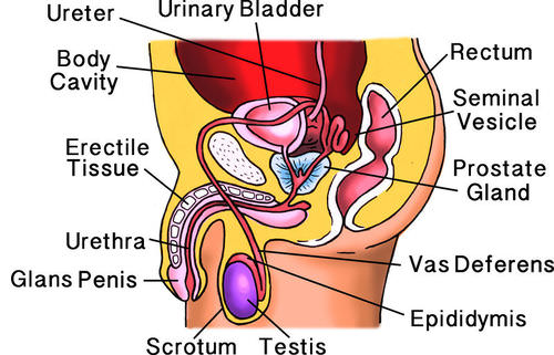 Structures of the male reproductive system.