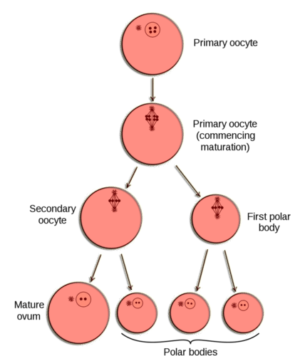 Oogenesis diagram
