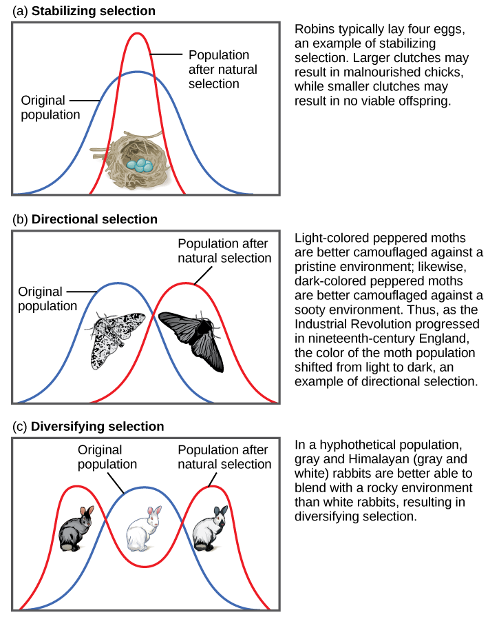  Part (a) shows a robin clutch size as an example of stabilizing selection. Robins typically lay four eggs. Larger clutches may result in malnourished chicks, while smaller clutches may result in no viable offspring. A wide bell curve indicates that, in the original population, there was a lot of variability in clutch size. Overlaying this wide bell curve is a narrow one that represents the clutch size after natural selection, which is much less variable. Part (b) shows moth color as an example of directional selection. Light-colored pepper moths are better camouflaged against a pristine environment, while dark-colored peppered moths are better camouflaged against a sooty environment. Thus, as the Industrial Revolution progressed in nineteenth-century England, the color of the moth population shifted from light to dark, an example of directional selection. A bell curve representing the original population and one representing the population after natural selection only slightly overlap. Part (c) shows rabbit coat color as an example of diversifying selection. In this hypothetical example, gray and Himalayan (gray and white) rabbits are better able to blend into their rocky environment than white ones. The original population is represented by a bell curve in which white is the most common coat color, while gray and Himalayan colors, on the right and left flank of the curve, are less common. After natural selection, the bell curve splits into two peaks, indicating gray and Himalayan coat color have become more common than the intermediate white coat color.