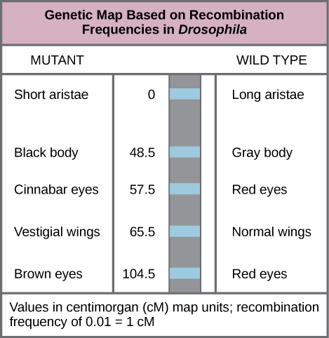 The illustration shows a Drosophila genetic map. The gene for aristae length occurs at 0 centimorgans, or cM. The gene for body color occurs at 48.5 cM. The gene for red versus cinnabar eye color occurs at 57.5 cM. The gene for wing length occurs at 65.5 cM, and the gene for red versus brown eye color occurs at 104.5 cM. One cM is equivalent to a recombination frequency of 0.01.
