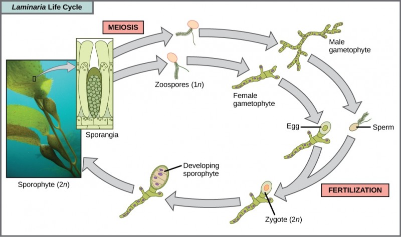 The life cycle of the brown algae, Laminaria, begins when sporangia undergo meiosis, producing 1n zoospores. The zoospores undergo mitosis, producing multicellular male and female gametophytes. The female gametophyte produces eggs, and the male gametophyte produces sperm. The sperm fertilizes the egg, producing a 2n zygote. The zygote undergoes mitosis, producing a multicellular sporophyte. The mature sporophyte produces sporangia, completing the cycle. A photo inset shows the sporophyte stage, which resembles a plant with long, flat blade-like leaves attached to green stalks via bladder-like connections. Both the blade and stalks are submerged. Sporangia are associated with the leaf-like structures.