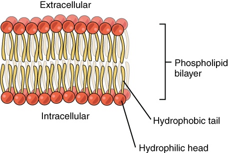 Phospholipid Bilayer: The phospholipid bilayer consists of two adjacent sheets of phospholipids, arranged tail to tail. The hydrophobic tails associate with one another, forming the interior of the membrane. The polar heads contact the fluid inside and outside of the cell.