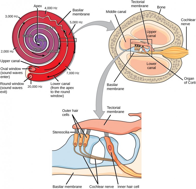  A series of three illustrations are shown. The top illustration shows a cochlea, which is shaped like a snail shell with two parallel chambers, the upper chamber and the lower chamber, coiling from the outside in. These chambers are separated by a flexible membrane basilar membrane. The oval window covers the inner of these parallel chambers. Sound waves enter here, and travel to the middle, or apex, of the coil. The membrane separating the two chambers gets thinner from the outside in, such that is vibrates at different sound frequencies, about 20,000 hertz on the outside and about 200 hertz on the inside. Sound then travels back out through the lower chamber, and exits through the round window. The middle illustration shows a closer view of a cross-sectional image of the cochlea. A roughly circular shape has a roughly circular bone exterior, with the middle portion of the circle divided into four major areas. Two of these are spaces labeled “upper canal” and “lower canal.” In the middle is the organ of Corti, and extending from the middle out through the outer bone area is the cochlear nerve, which extends from the middle as a thin tube and then bulges into a larger oval shape as it extends through the bone. The bottom illustration is an enlarged image of the organ of Corti. In the view shown, the top section is a flattish pink area called the tectorial membrane. Extending beneath that membrane are three areas with hair-like connectors (stereocilia) that run from the membrane to the outer hair cells. The outer hair cells are shaped like rectangles with rounded corners. From the end of each protrudes a narrow tube: the cochlear nerve. These narrow tubes join to an inner hair cell, which looks similar to the outer hair cells but with its rectangular shape remaining a consistent width instead of narrowing into a nerve. At the bottom of the image, opposite the top tectorial membrane, is a basilar membrane.