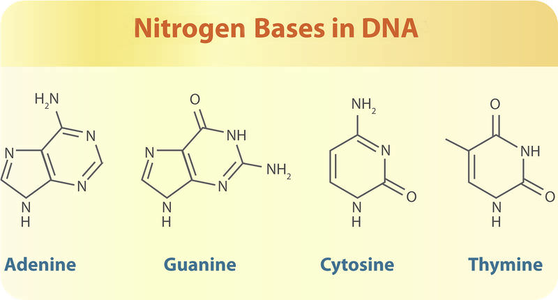 Shows the four nitrogen bases that make up the DNA of all species