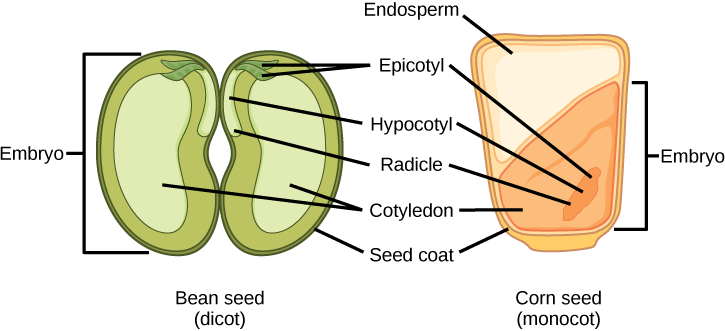  Illustration shows the structure of a monocot corn seed and a dicot bean seed. The lower half of the monocot seed contains the cotyledon, and the upper half contains the endosperm. The dicot seed does not contain an endosperm, but has two cotyledons, one on each side of the bean. Both the monocot and the dicot seed have an epicotyl that is attached to a hypocotyl. The hypocotyl terminates in a radicle. In the dicot, the epicotyl is in the upper middle part of the seed. In the monocot, the epicotyl is in the lower cotyledon. Both the monocot and dicot seed are surrounded by a seed coat.
