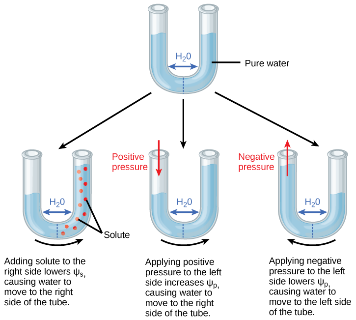  Illustration shows a U-shaped tube holding pure water. A semipermeable membrane, which allows water but not solutes to pass, separates the two sides of the tube. The water level on each side of the tube is the same. Beneath this tube are three more tubes, also divided by semipermeable membranes. In the first tube, solute has been added to the right side. Adding solute to the right side lowers psi-s, causing water to move to the right side of the tube. As a result, the water level is higher on the right side. The second tube has pure water on both sides of the membrane. Positive pressure is applied to the left side. Applying positive pressure to the left side causes psi-p to increase. As a results, water moves to the right so that the water level is higher on the right than on the left. The third tube also has pure water, but this time negative pressure is applied to the left side. Applying negative pressure lowers psi-p, causing water to move to the left side of the tube. As a result, the water level is higher on the left.