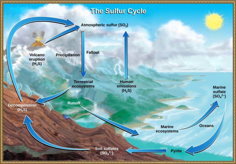 This illustration shows the sulfur cycle. Sulfur enters the atmosphere as sulfur dioxide (SO2) via human emissions, decomposition of H2S, and volcanic eruptions. Precipitation and fallout from the atmosphere return sulfur to the Earth, where it enters terrestrial ecosystems. Sulfur enters the oceans via runoff, where it becomes incorporated in marine ecosystems. Some marine sulfur becomes pyrite, which is trapped in sediment. If upwelling occurs, the pyrite enters the soil and is converted to soil sulfates.