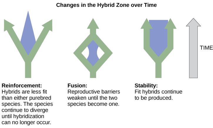   Three different possible changes in the hybrid zone may occur over time. The first possible change, reinforcement, results when hybrids are less fit than either purebred species. Like a fork in the road, the species continue to diverge until hybridization no longer occurs. The second possible change, fusion, results when reproductive barriers weaken until two species become one. In this scenario species initially diverge, but then join together. In the third scenario, stability, fit hybrids continue to be produced at a steady rate.