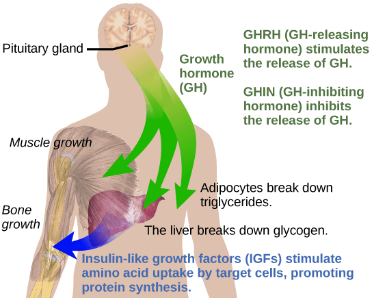 Growth hormone, or GH released from the pituitary gland stimulates bone and muscle growth. It also stimulates fat breakdown by adipocytes and glucagon breakdown by the liver. The liver releases IGFs, which cause target cells to take up amino acids, promoting protein synthesis. GH-releasing hormone stimulates the release of GH, and GH-inhibiting hormone, inhibits the release of GH.
