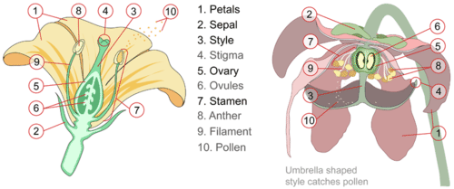 Parts of a flower