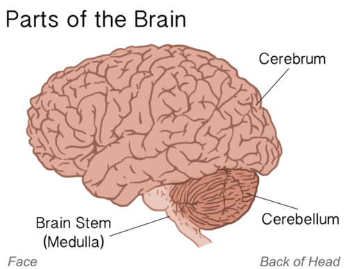 Parts of the brain