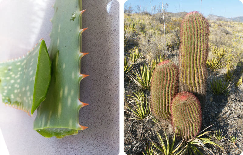 Aloe and cactus have special tissues for storing waters