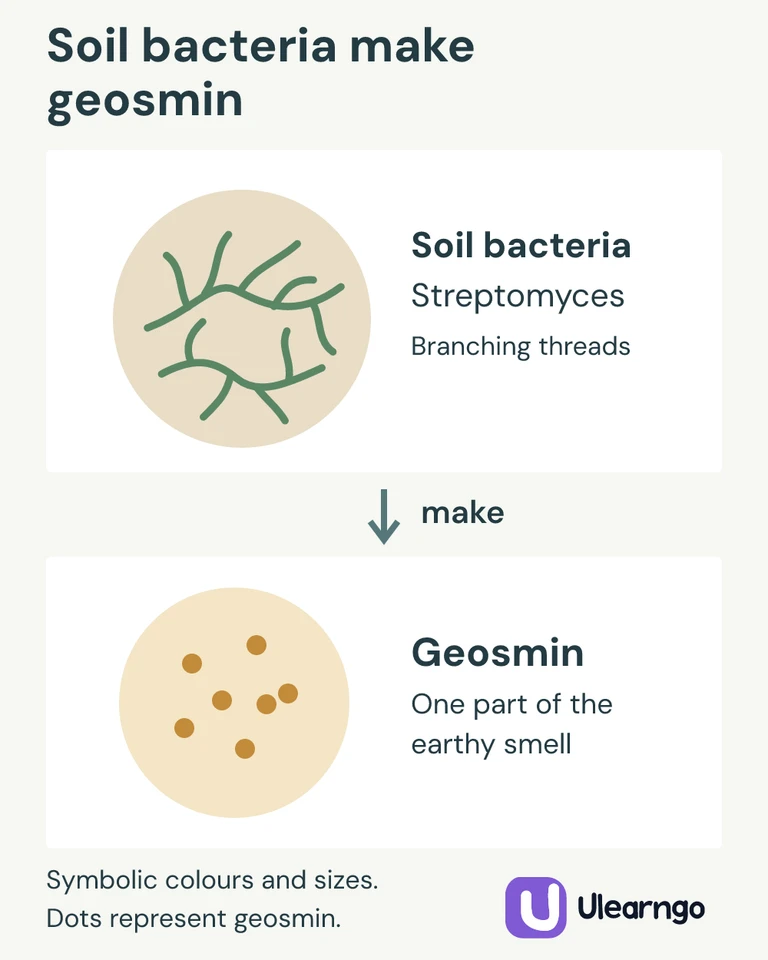 Diagram of branching Streptomyces bacteria producing geosmin, shown symbolically as dots.