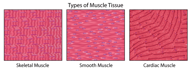 Types of muscle tissue