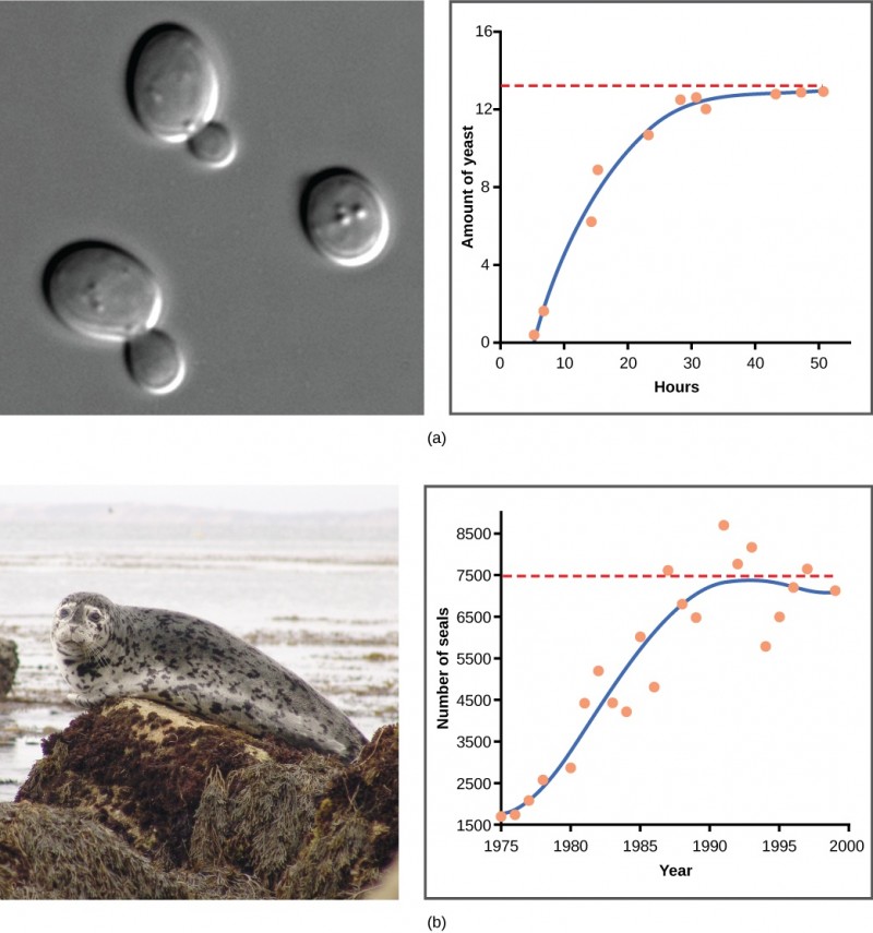 Graph (a) plots amount of yeast versus time of growth in hours. The curve rises steeply, and then plateaus at the carrying capacity. Data points tightly follow the curve. Graph (b) plots the number of harbor seals versus time in years. Again, the curve rises steeply then plateaus at the carrying capacity, but this time there is much more scatter in the data. A micrograph of yeast cells, which are oval in shape, and a photo of a harbor seal are shown.