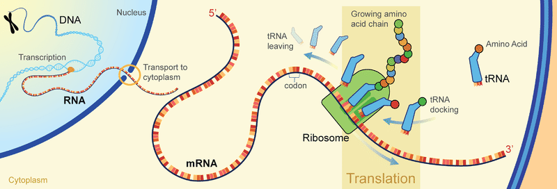 DNA transcription to mRNA, which translates to a chain of amino acids at a ribosome