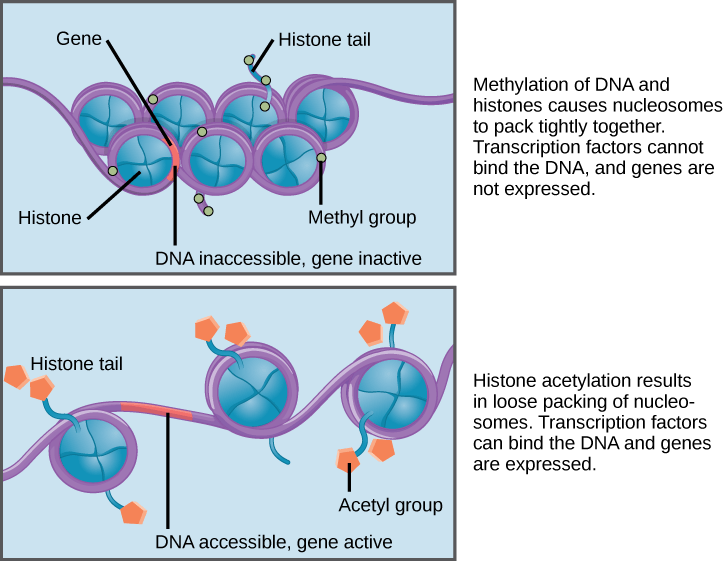 Nucleosomes are depicted as wheel-like structures. The nucleosomes are made up of histones, and have DNA wrapped around the outside. Each histone has a tail that juts out from the wheel. When DNA and the histone tails are methylated, the nucleosomes pack tightly together so there is no free DNA. Transcription factors cannot bind, and genes are not expressed. Acetylation of histone tails results in a looser packing of the nucleosomes. Free DNA is exposed between the nucleosomes, and transcription factors are able to bind genes on this exposed DNA.