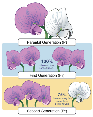 Parental, F1, and F2 generations of peas