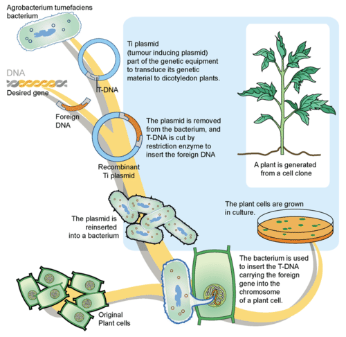 Creating a transgenic crop