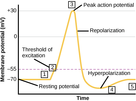 Graph plots membrane potential in millivolts versus time. The membrane remains at the resting potential of -70 millivolts until a nerve impulse occurs in step 1. Some sodium channels open, and the potential begins to rapidly climb past the threshold of excitation of -55 millivolts, at which point all the sodium channels open. At the peak action potential, the potential begins to rapidly drop as potassium channels open and sodium channels close. As a result, the membrane repolarizes past the resting membrane potential and becomes hyperpolarized. The membrane potential then gradually returns to normal.