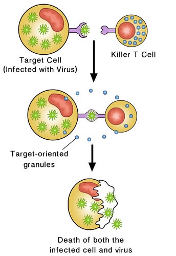 Cytotoxic T cell mechanism