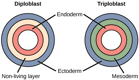 The left illustration shows the two embryonic germ layers of a diploblast. The inner layer is the endoderm, and the outer layer is the ectoderm. Sandwiched between the endoderm and the ectoderm is a non-living layer. Right illustration shows the three embryonic germ layers of a triploblast. Like the diploblast, the triploblast has an inner endoderm and an outer ectoderm. Sandwiched between these two layers is a living mesoderm.