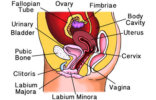 Structures of the female reproductive system