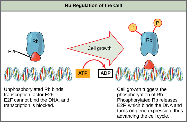 This illustration shows the regulation of the cell cycle by the Rb protein. Unphosphorylated Rb binds the transcription factor E2F. E2F cannot bind the DNA, and transcription is blocked. Cell growth triggers the phosphorylation of Rb. Phosphorylated Rb releases E2F, which binds the DNA and turns on gene expression, thus advancing the cell cycle.