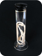 Roundworms are a parasite in a dog's intestine