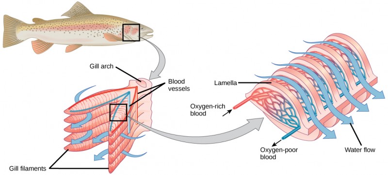 The illustration shows a fish, with a box indicating the location of the gills, behind the head. A close-up image shows the gills, each of which resembles a feathery worm. Two stacks of gills attach to a structure called a columnar gill arch, forming a tall V. Water travels in from the outside of the V, between each gill, then travels out of the top of the V. Veins travel into the gill from the base of the gill arch, and arteries travel back out on the opposite side. A close-up image of a single gill shows that water travels over the gill, passing over deoxygenated veins first, then over oxygenated arteries.