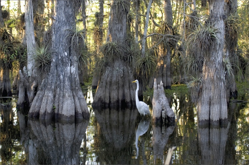  This photo shows mangrove trees growing in black water. The trunks of the mangroves widen and split toward the bottom. A white bird stands in the water among the trees.