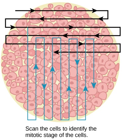 Left: This figure shows an illustration of whitefish blastula cells with a scanning pattern from right to left, and from top to bottom.