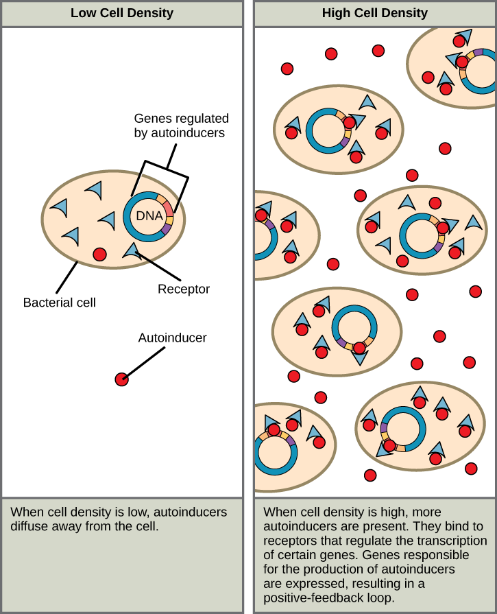 The left part of this illustration shows a single bacterial cell. The cell produces autoinducers, which diffuse away from the cell and cannot bind the intracellular receptor. The right part of this illustration shows many bacterial cells. More autoinducers are present, which bind receptors that in turn bind DNA and regulate the expression of certain genes. Autoinducer gene expression is turned on, resulting in a positive-feedback loop.