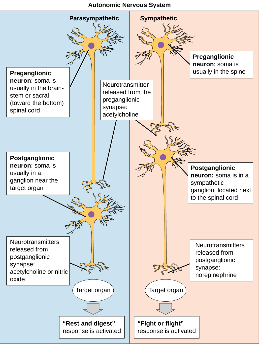 The autonomic nervous system is divided into sympathetic and parasympathetic systems. In the sympathetic system, the soma of the preganglionic neurons is usually located in the spine while in the parasympathetic system the soma is usually in the brainstem or sacral, at the bottom of the spine. In both systems, the preganglionic neuron releases the neurotransmitter acetylcholine into the synapse. Postganglionic neurons of the sympathetic system have somas in a sympathetic ganglion, located next to the spinal cord. Postganglionic neurons of the parasympathetic system have somas in ganglions near the target organ. Postganglionic neurons of the sympathetic system release norepinephrine into the synapse, while postganglionic neurons of the parasympathetic system release acetylcholine or nitric oxide.