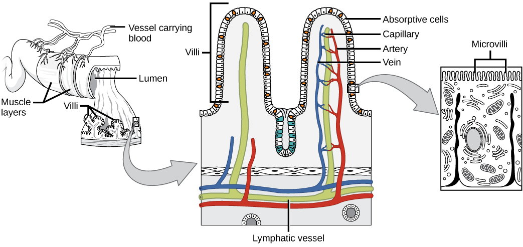 Illustration shows a cross section of the small intestine, the lumen, or inside of which has many fingerlike projections called villi. Muscle layers wrap around the outside of the intestine, and blood vessels interact with the muscle layer. A blowup shows that capillaries and lymphatic vessels travel up inside the villi. The surface of each villus is covered with hairline microvilli.
