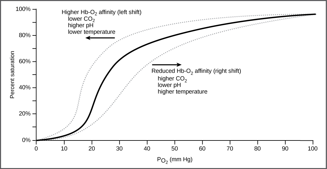 The graph plots percent oxygen saturation of hemoglobin as a function of oxygen partial pressure. Oxygen saturation increases in an S-shaped curve, from 0 to 100 percent. The curve shifts to the left under conditions of low carbon dioxide, high pH, and low temperature, and to the right in conditions of high carbon dioxide, low pH, or high temperature.