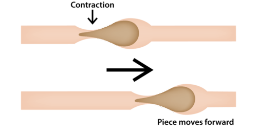 Peristalsis illustration