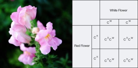 Pink petals of a flower due to incomplete dominance