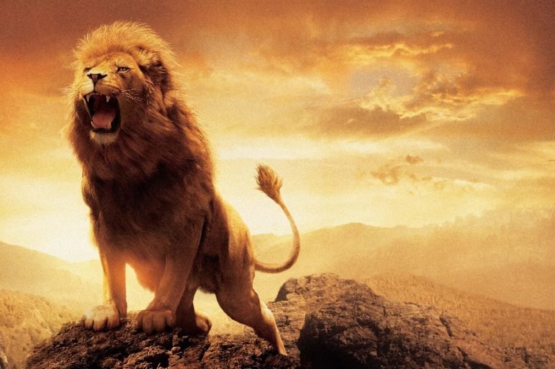 lion-roar