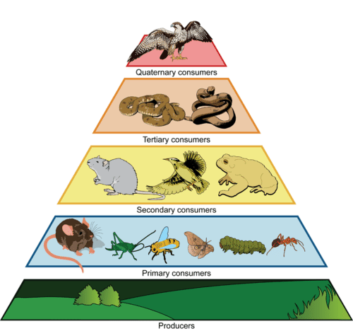 An example of an ecological pyramid