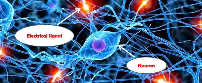 neuron-electrical-signal
