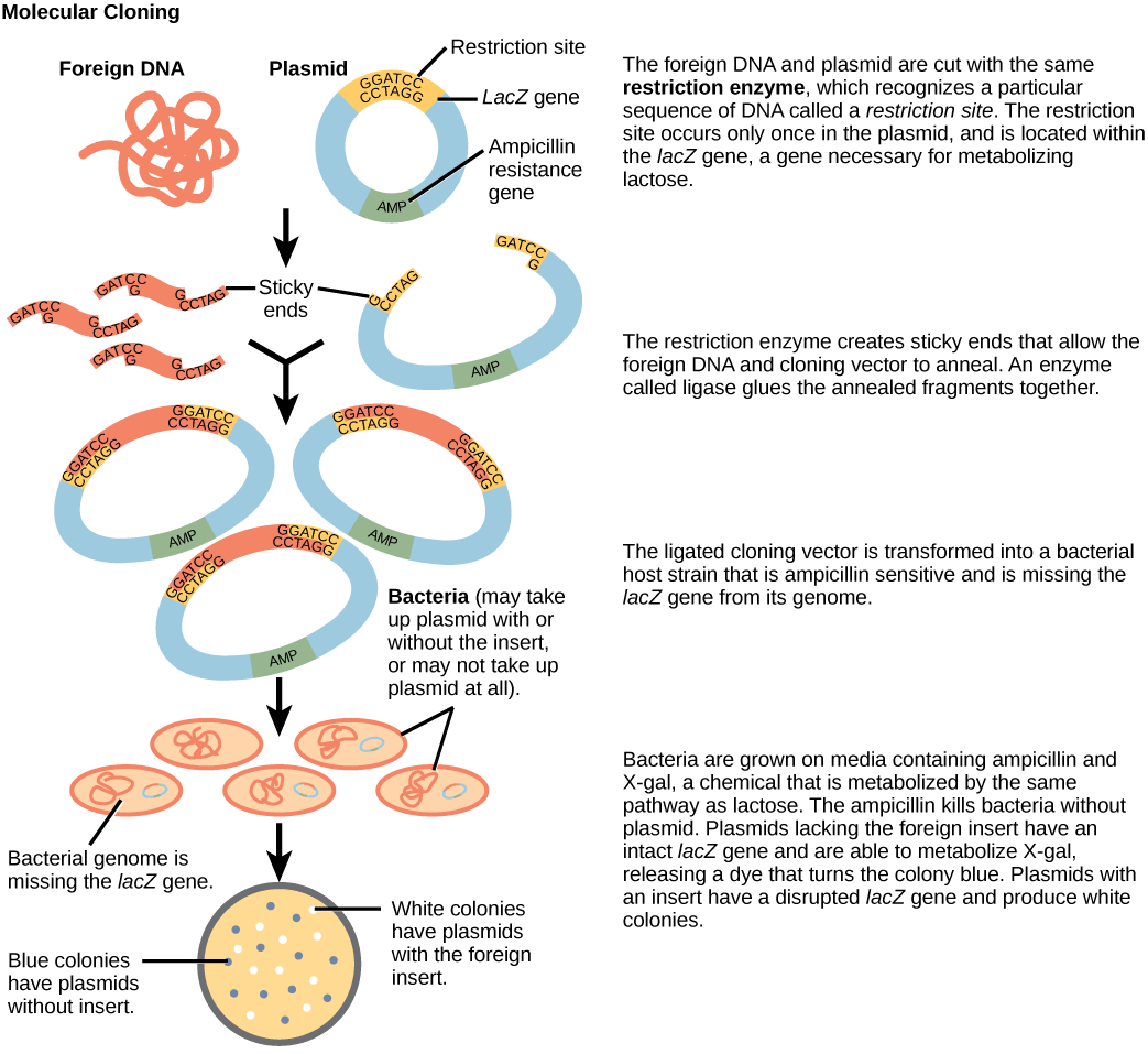 Figure illustrates the steps in molecular cloning into a plasmid called a cloning vector. The vector has a lacZ gene, which is necessary for metabolizing lactose, and a gene for ampicillin resistance. Within the lacZ gene are restriction sites, sequences of DNA cut by a particular restriction enzyme. The DNA to be cloned and the plasmid are both cut by the same restriction enzyme. The restriction enzyme staggers the cuts on the two strands of DNA, such that each strand has an overhanging single-stranded bit of DNA. On one strand, the sequence of the overhang is GATC, and on the other, the sequence is CTAG. These two sequences are complementary, and allow the fragment of foreign DNA to anneal with the plasmid. An enzyme called ligase joins the two pieces together. The ligated plasmid is then transformed into a bacterial strain that lacks the lacZ gene and is sensitive to the antibiotic ampicillin. The bacteria are plated on media containing ampicillin, so that only bacteria that have taking up the plasmid (which has an ampicillin resistance gene) will grow. The media also contains X-gal, a chemical that is metabolized in the same way as lactose. Plasmids lacking the insert are able to metabolize X-gal, releasing a dye from X-gal that turns the colony blue. Plasmids with the insert have a disrupted lacZ gene and produce white colonies. Thus, colonies containing the cloned DNA can be selected on the basis of color.