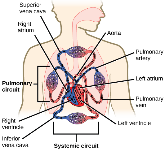 Illustration shows blood circulation through the mammalian systemic and pulmonary circuits. Blood enters the left atrium, the upper left chamber of the heart, through veins of the systemic circuit. The major vein that feeds the heart from the upper body is the superior vena cava, and the major vein that feeds the heart from the lower body is the inferior vena cava. From the left atrium blood travels down to the left ventricle, then up to the pulmonary artery. From the pulmonary artery blood enters capillaries of the lung. Blood is then collected by the pulmonary vein, and re-enters the heart through the upper left chamber of the heart, the left atrium. Blood travels down to the left ventricle, then re-enters the systemic circuit through the aorta, which exits through the top of the heart. Blood enters tissues of the body through capillaries of the systemic circuit.