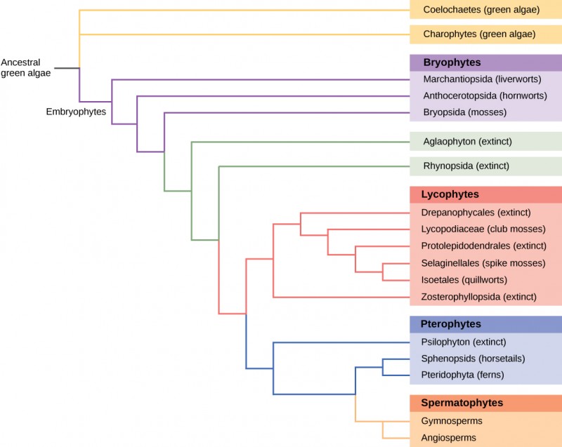 This phylogenetic tree shows the evolutionary relationships of plants.