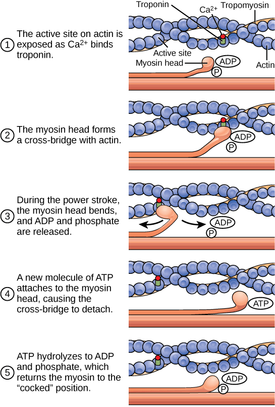 Illustration shows two actin filaments coiled with tropomyosin in a helix, sitting beside a myosin filament. Each actin filament is made of round actin subunits linked in a chain. A bulbous myosin head with ADP and Pi attached sticks up from the myosin filament. The contraction cycle begins when calcium binds to the actin filament, allowing the myosin head to from a cross-bridge. During the power stroke, the myosin head bends and ADP and phosphate are released. As a result, the actin filament moves relative to the myosin filament. A new molecule of ATP binds to the myosin head, causing it to detach. The ATP hydrolyzes to ADP and Pi, returning the myosin head to the cocked position.