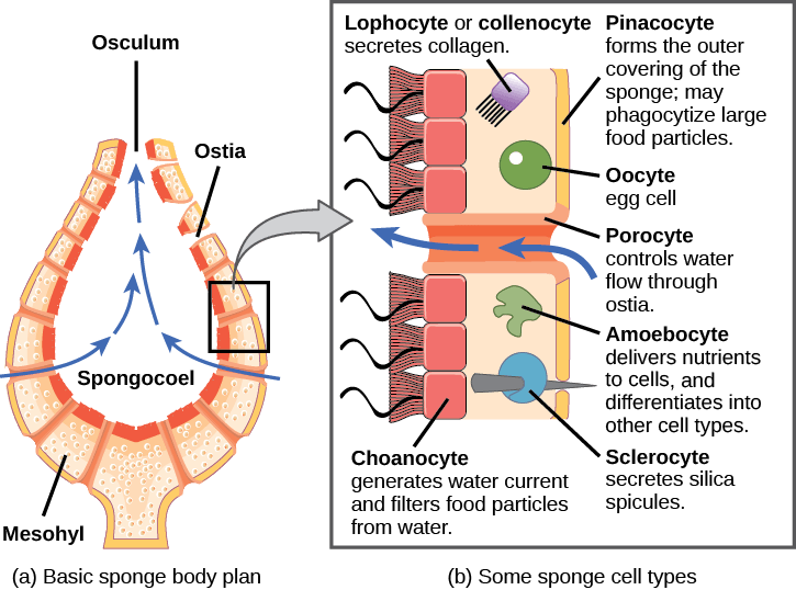 Part a shows a cross-section of a sponge, which is vase-shaped. The central opening is called the spongocoel. The body is filled with a gel-like substance called mesohyl. Pores within the body, called ostia, allow water to enter the spongocoel. Water exits through a top opening called an osculum. Part b shows an enlarged view of the sponge body. The outer surface is covered with cells called pinacocytes, which form the skin. Pinacocytes consume large food particles by phagocytosis. The inner surface is lined with cells called choanocytes, which have flagella that move water through the body. The mesohyl is sandwiched between the outer and inner surfaces. Various cell types exist within this layer. These include collagen-secreting lophocytes, amoebocytes, which carry out a variety of functions, and oocytes. Sclerocytes within this layer produce silica spicules that extend outside the body of the sponge. Porocytes, hollow tube-shaped cells that span the body of the sponge, regulate movement of water through the ostia.